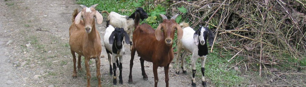 Had we but world enough and time…