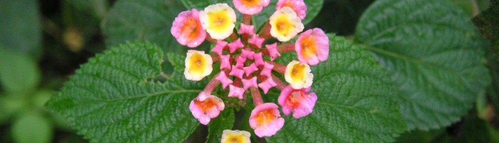 Had we but world enough and time…