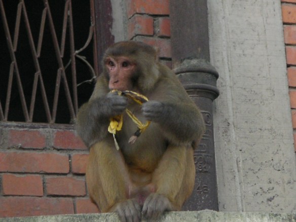 KONICA MINOLTA DIGITAL CAMERA