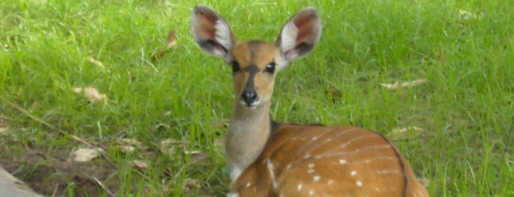 Had we but world enough and time…