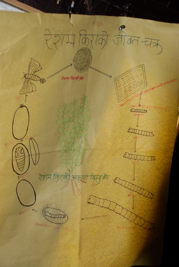 Life-cycle of a Silkworm