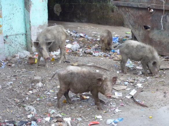 He looked at me, as if to say.... "Quoi?"