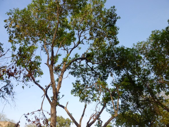 It's a bit terrifying, but try to spot the tiny young boy up in this tree....