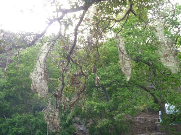 Terrifyingly massive spider webs in the trees...