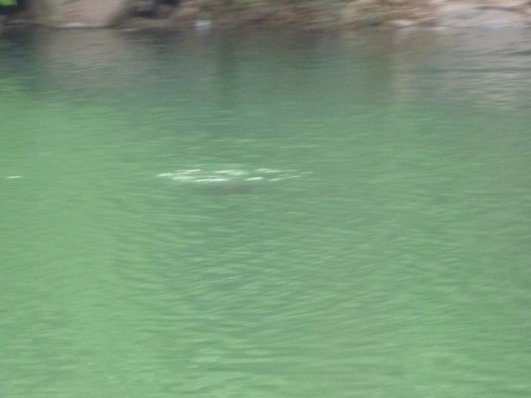 This was a turtle seconds before I got my camera out!