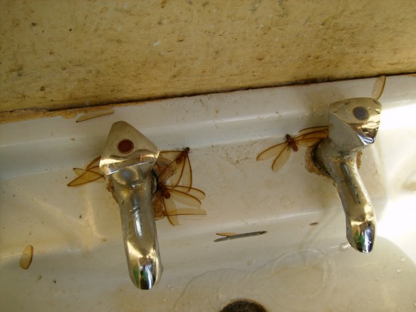 Giant flying bug things....