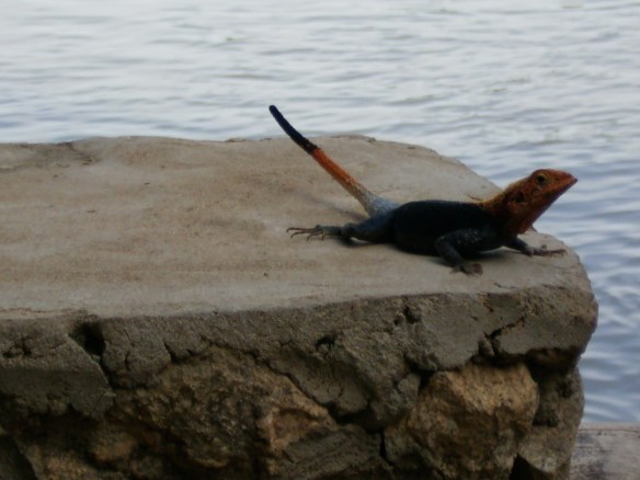 Groovy Rainbow Lizard