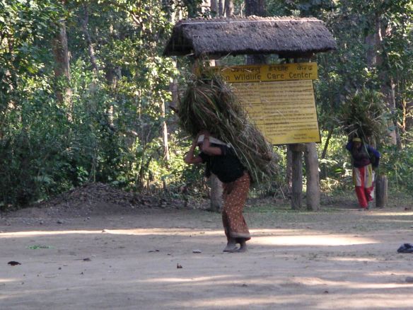 Nothing here but grass...