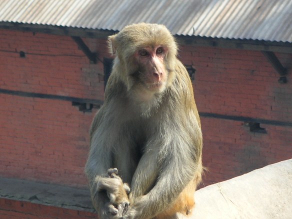 KONICA MINOLTA DIGITAL CAMERA