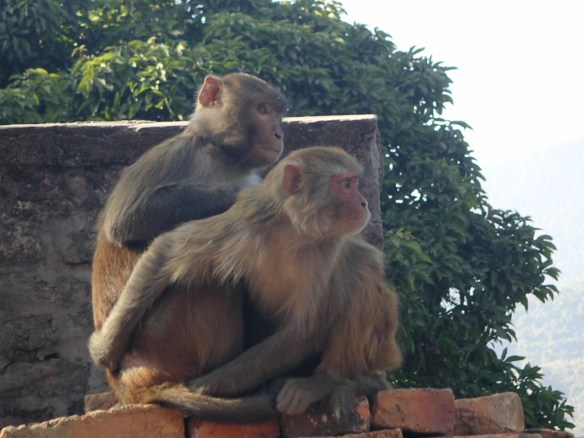 KONICA MINOLTA DIGITAL CAMERA