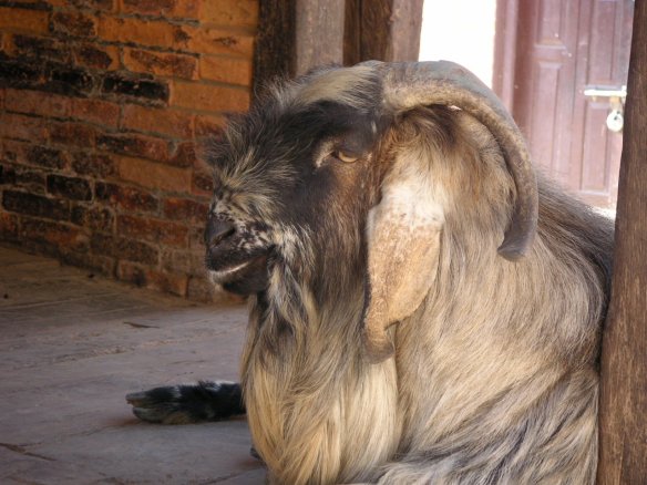 KONICA MINOLTA DIGITAL CAMERA