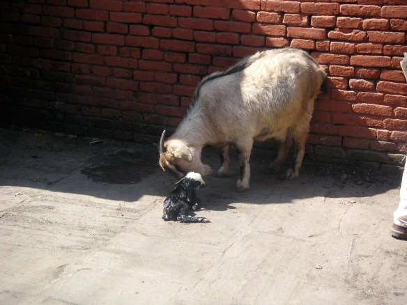 KONICA MINOLTA DIGITAL CAMERA