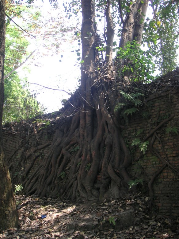 Lovely tree, shame about all the razor wire...