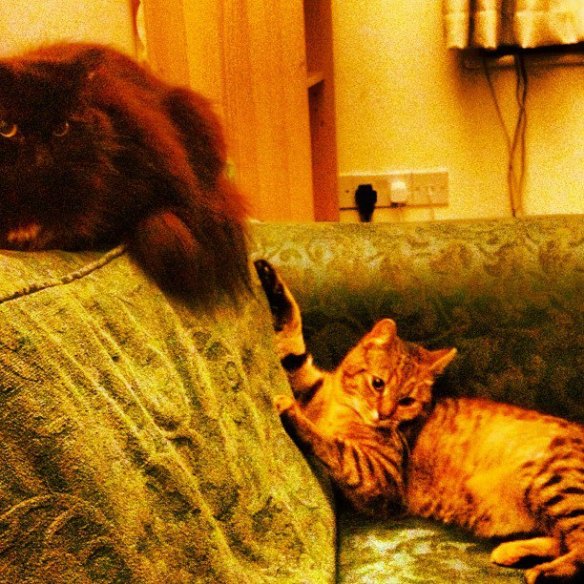 cleo and tiggy