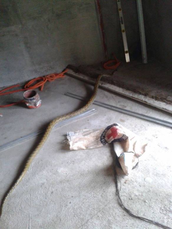 10705342_10152363998273671_384335846_n