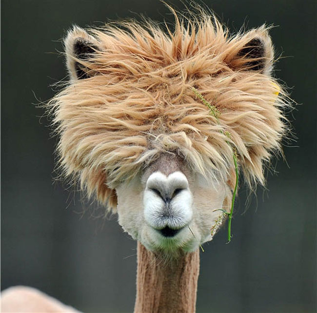 the-most-ridiculously-good-looking-alpaca-hairdos-11