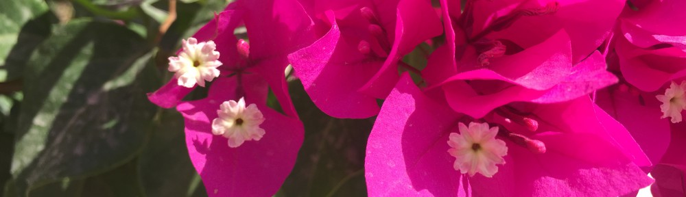 Had we but world enough and time…