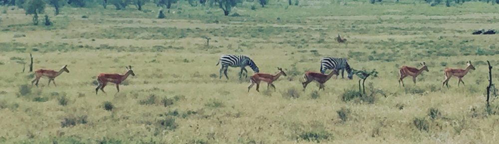 Had we but world enough and time…