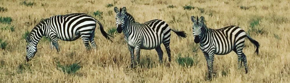 Had we but world enough and time…