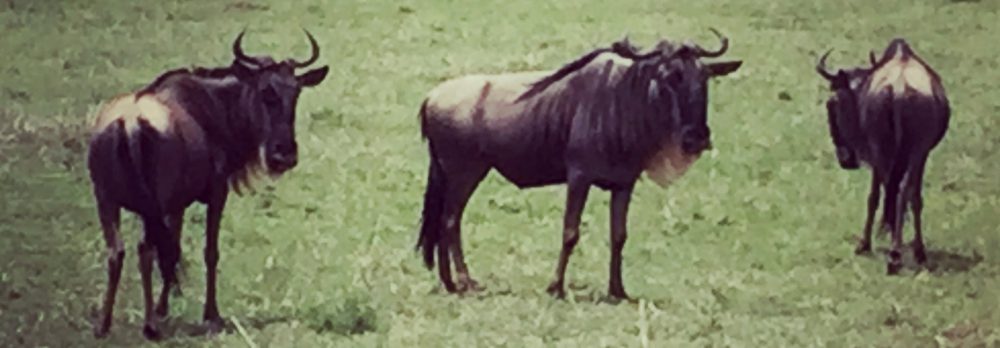 Had we but world enough and time…