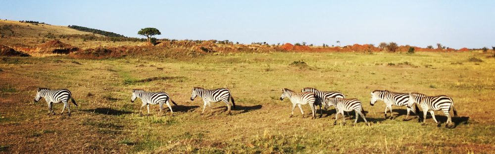 Had we but world enough and time…