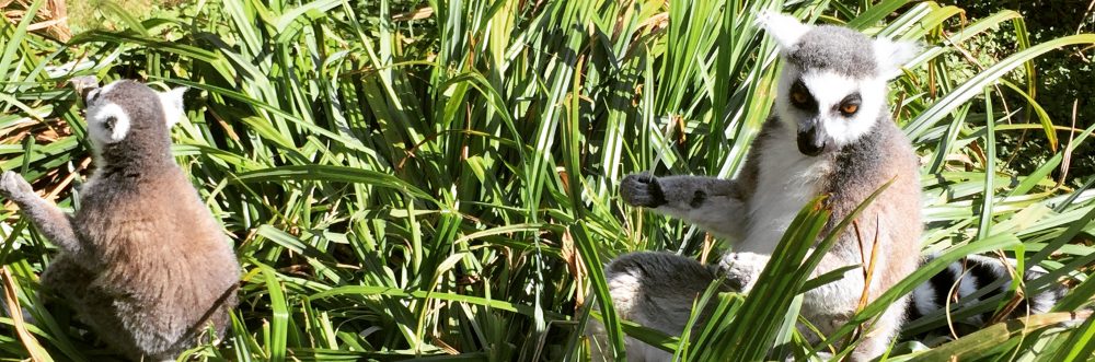 Had we but world enough and time…